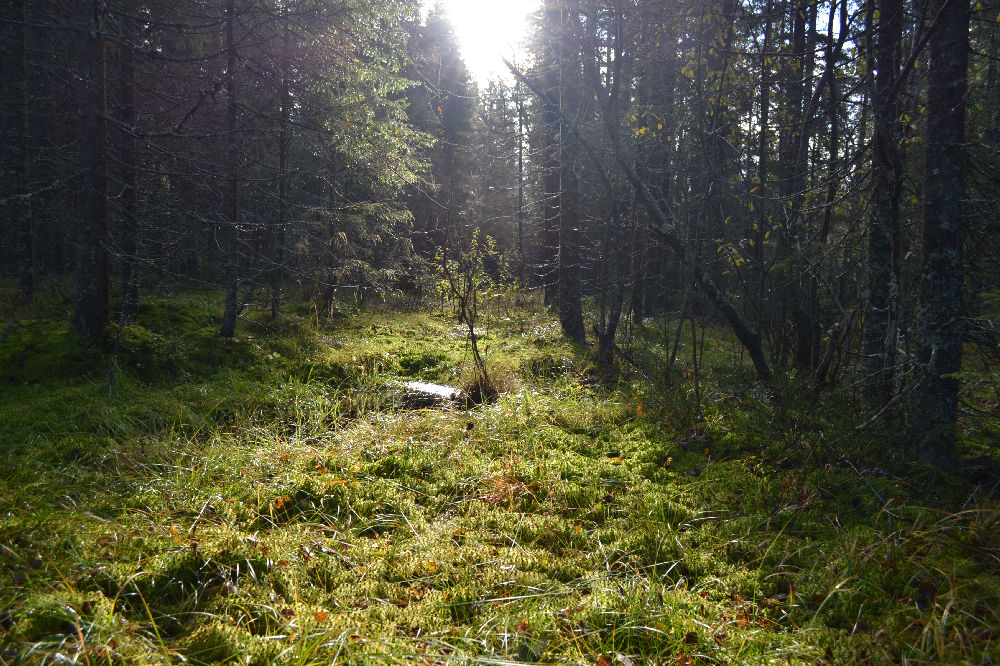 Bild från skogen