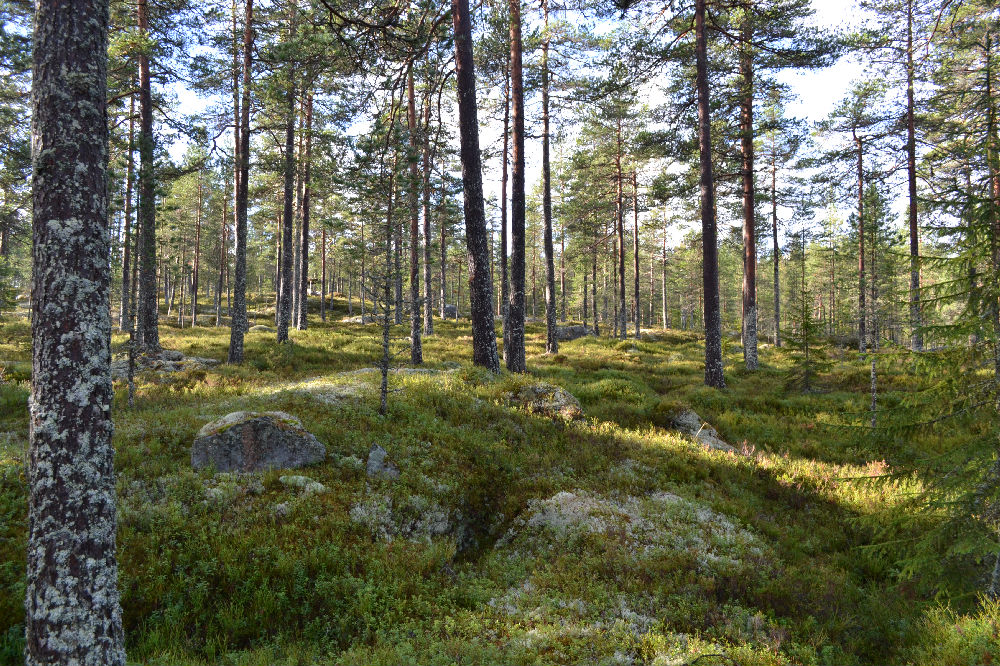 Bild från skogen