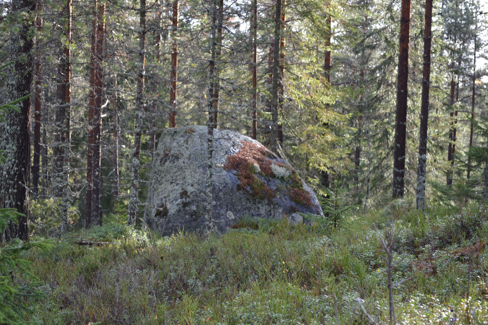Bild från skogen