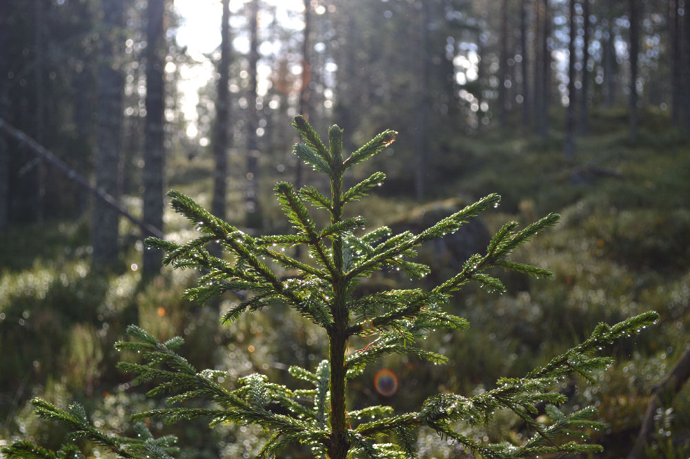 Bild från skogen