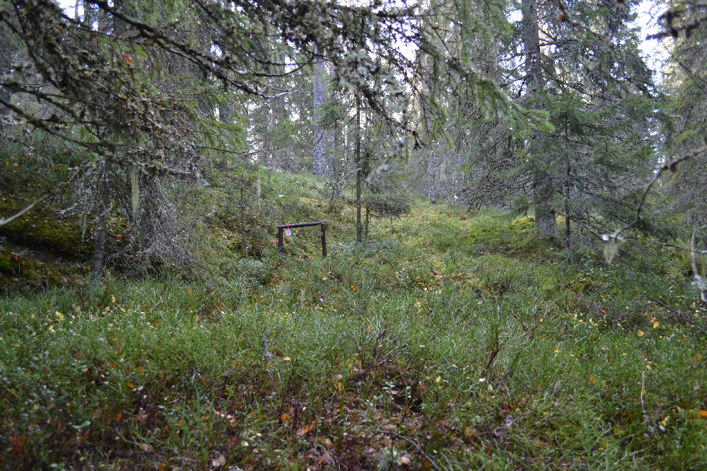 Bild från skogen