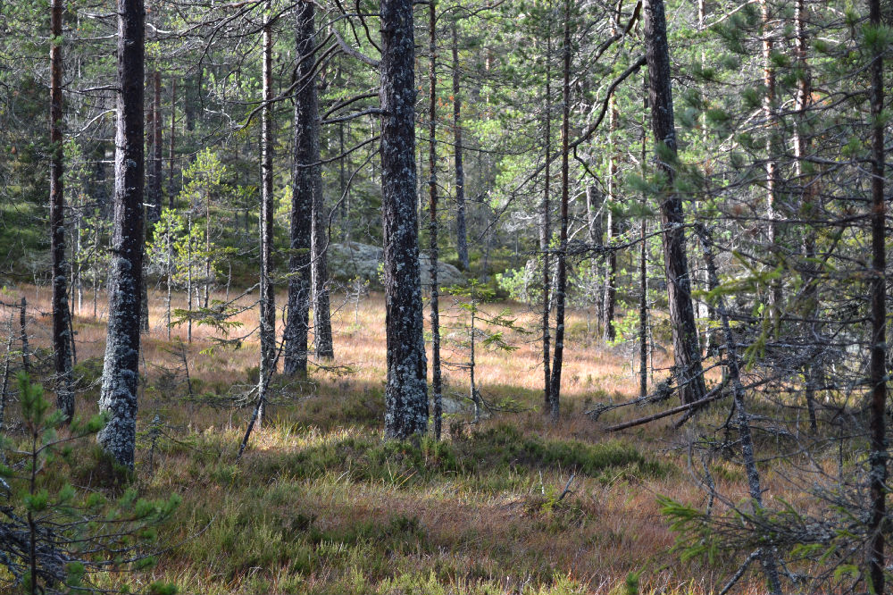Bild från skogen