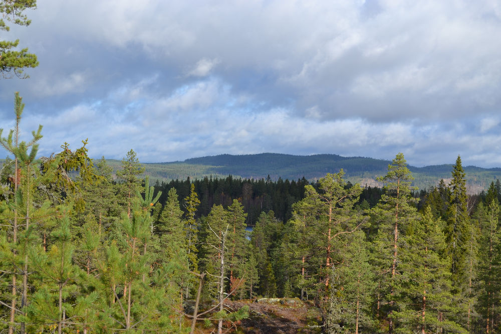 Bild från skogen