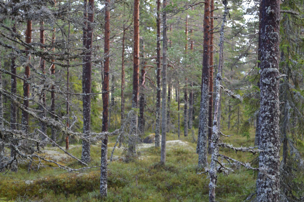 Bild från skogen