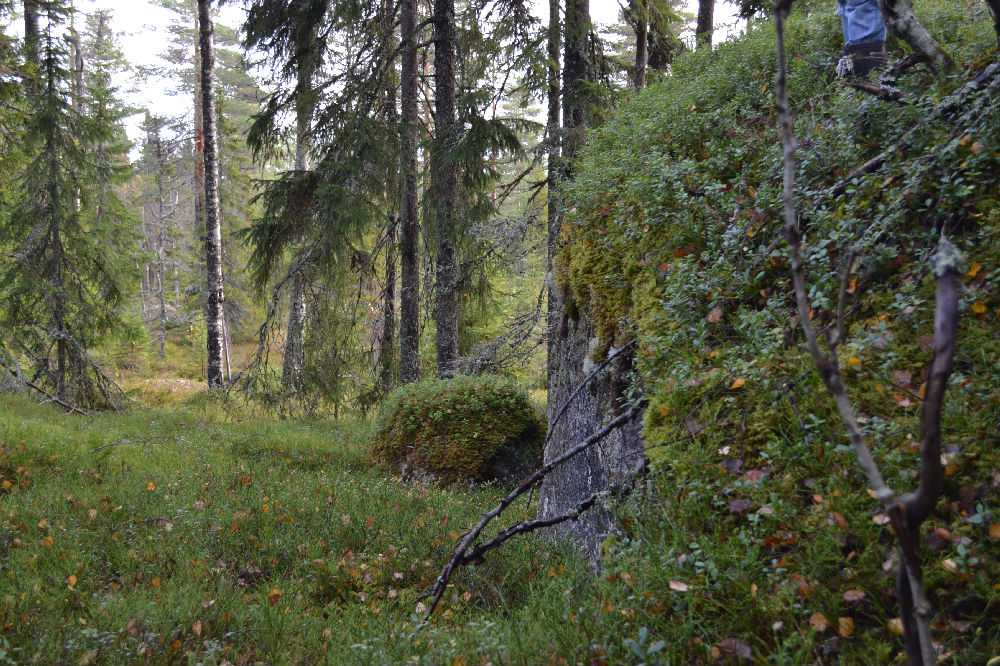 Bild från skogen